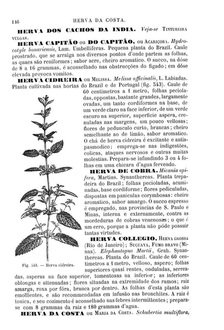 Página 1430_Diccionario de Medicina Popular e das sciencias accessórias para uso das familias